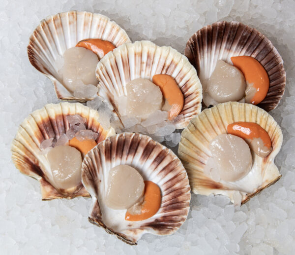 hand dived scallops