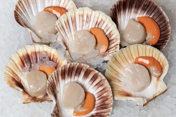 hand dived scallops
