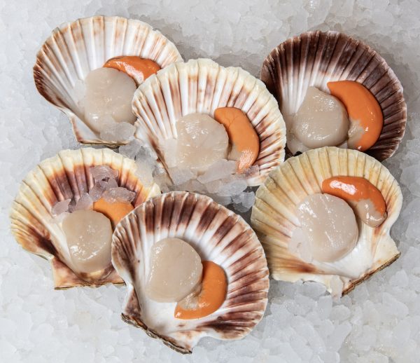 hand dived scallops