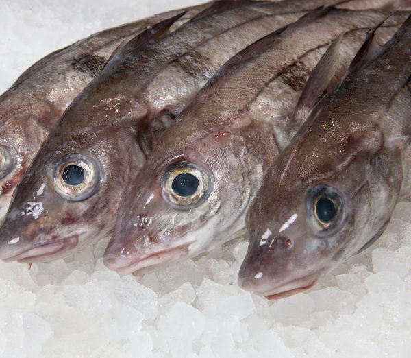 FISH SHOP whole haddock