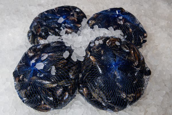 mussels on ice in nets