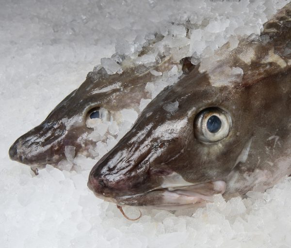 fresh fish on ice