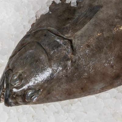 Halibut Fillet
