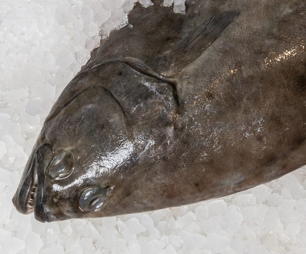 Fresh fish on ice